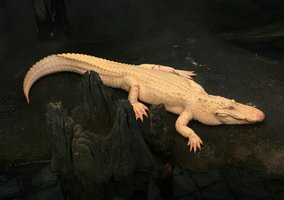 Albino alligator