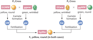 Dihybrid cross illustrating independent assortment