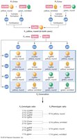 Chromosome segregation in dihybrid cross