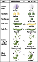 Seven traits studied by Mendel in pea plants