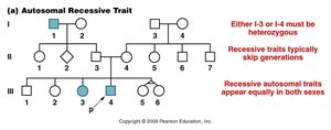 Autosomal recessive pedigree