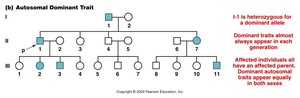 Autosomal dominant pedigree