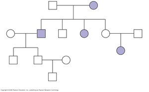 Pedigree genotype inference