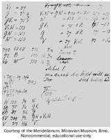 Mendel's original handwritten notes