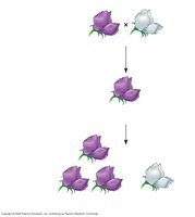 Monohybrid cross showing inheritance of flower color