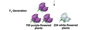 F2 generation showing 3:1 ratio of purple to white flowers