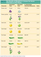 Table of Mendel's F2 results for seven traits