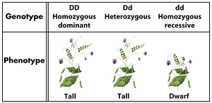 Illustration of Mendel's three postulates