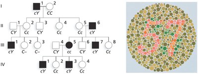 Pedigree clues for X-linked recessive