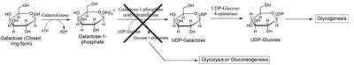 Galactose metabolism pathway