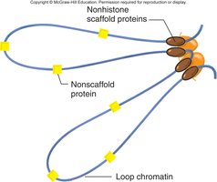 Radial loop-scaffold model of chromatin compaction