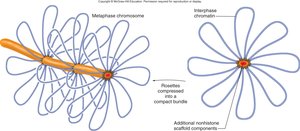 Rosette structure of chromatin loops
