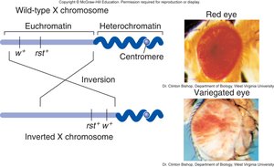 Diagram of position effect variegation (PEV)