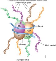 Histone tail modification sites on nucleosome