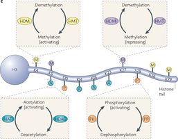 Cycle of histone tail modifications