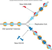 Nucleosome assembly during DNA replication