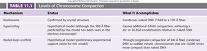 Table summarizing levels of chromosome compaction