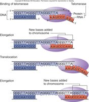Mechanism of telomerase action at telomeres