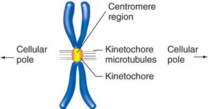 Centromere structure and kinetochore attachment