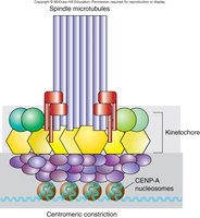 Kinetochore assembly at centromere