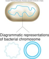 Diagram of bacterial chromosome structure