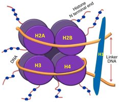 Nucleosome structure with histone core and DNA