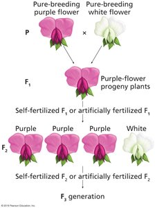 Diagram of Mendel's monohybrid cross generations