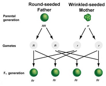 Round and wrinkled seed inheritance diagram