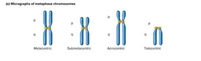 Types of metaphase chromosomes: metacentric, submetacentric, acrocentric, telocentric