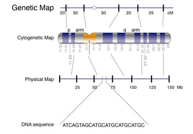 Comparison of genetic, cytogenetic, and physical chromosome maps