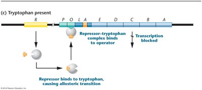 Trp operon repression by tryptophan-repressor complex