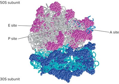 Ribosome structure with A, P, E sites