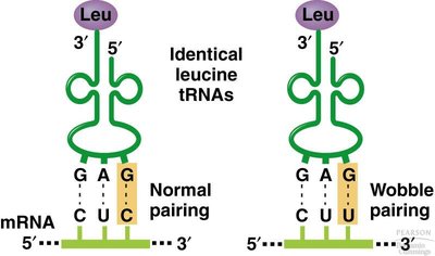 Wobble pairing in tRNA