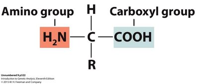 Amino acid structure