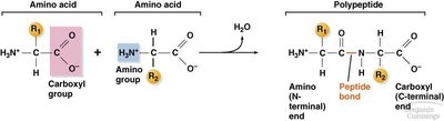 Peptide bond formation