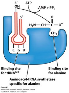 Aminoacyl-tRNA synthetase