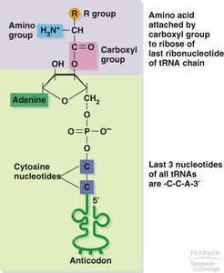 Amino acid attachment to tRNA