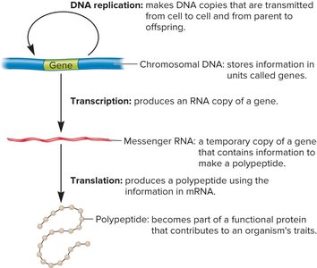 Central dogma: DNA replication, transcription, translation