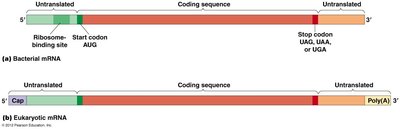 Stages of translation: initiation, elongation, termination