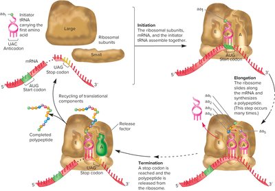 Shine-Dalgarno sequence and start codon
