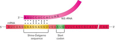 Bacterial translation initiation complex