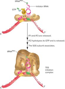 Elongation cycle in translation