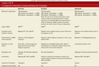 Comparison of bacterial and eukaryotic translation