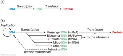 Central dogma and RNA types