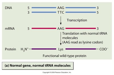 Nonsense suppressor mutation mechanism