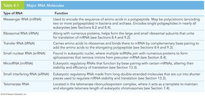 Major RNA molecules table