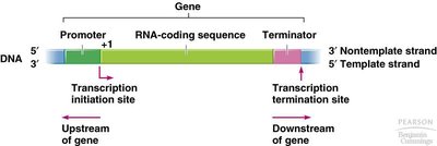 Gene structure: promoter, coding sequence, terminator