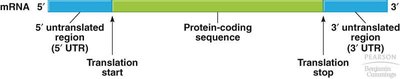 mRNA structure: UTRs and coding sequence