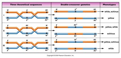 Table comparing three possible gene orders, double-crossover gametes, and resulting phenotypes