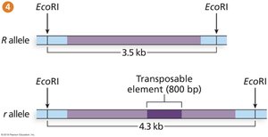 Diagram showing TE insertion in Mendel's wrinkled pea gene